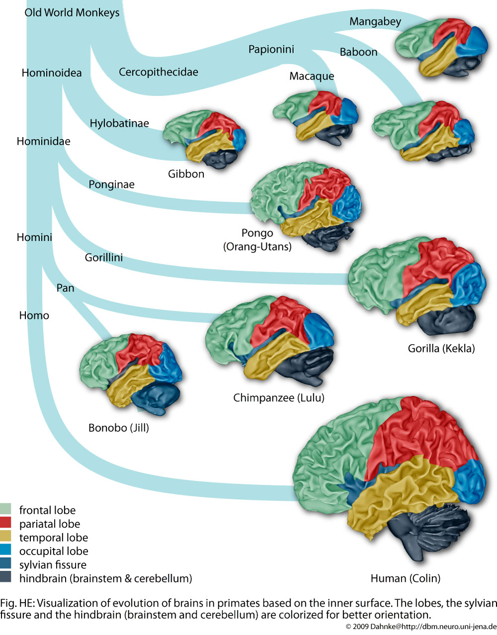 Development And Evolution At Structural Brain Mapping Group